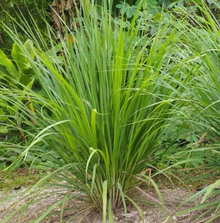 organic lemongrass tea