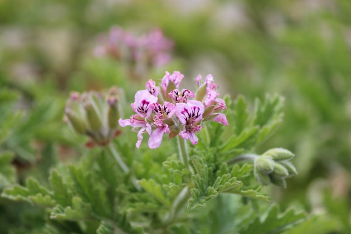 geranium tea benefits