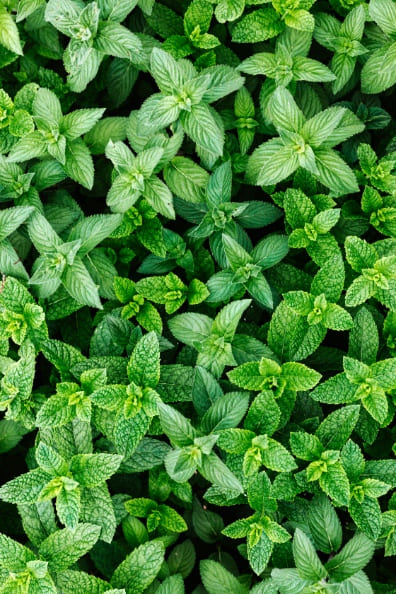 Organic mint tea