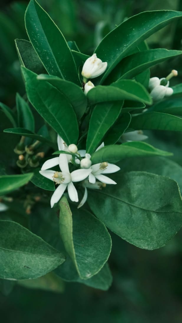orange blossom tea benefits