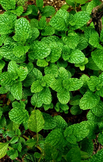 round leaf mint benefits