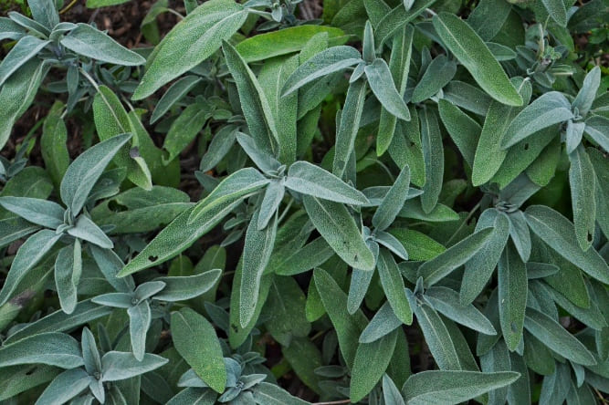 sage tea benefits