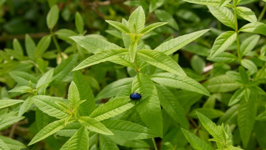 verbena tea benefits