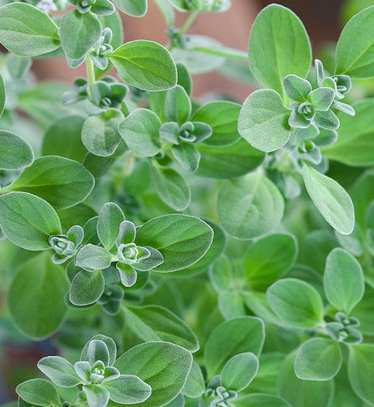 organic marjoram herb