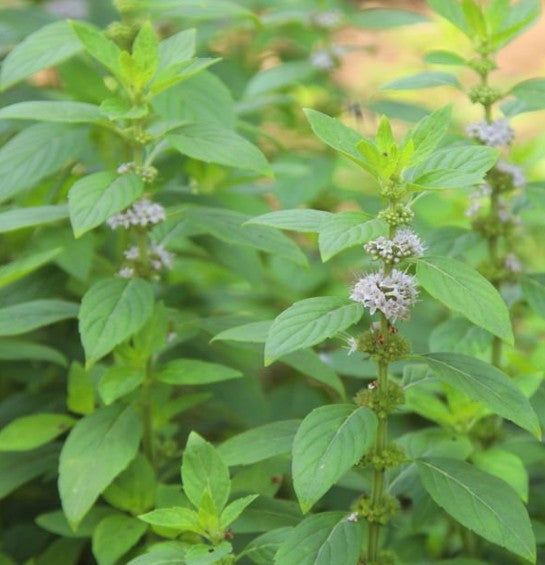 organic pennyroyal mint